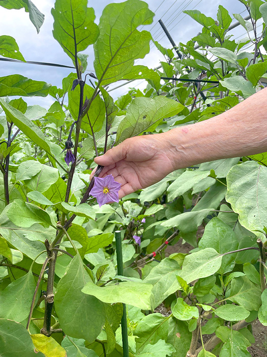 江下さんの畑で咲く茄子の花