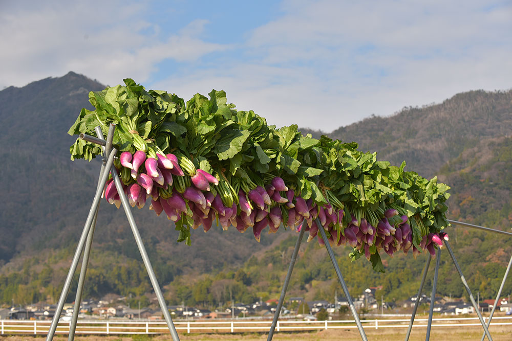 畑での作業風景