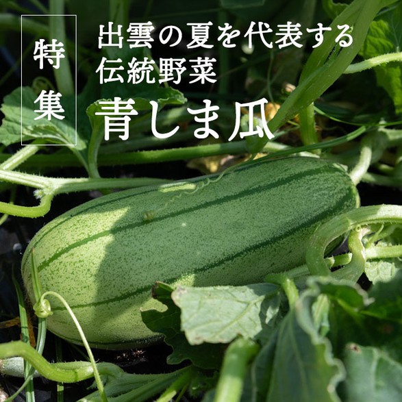 青しま瓜特集